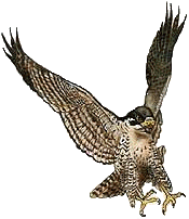 _falco :falco: